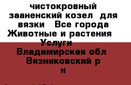 чистокровный зааненский козел  для вязки - Все города Животные и растения » Услуги   . Владимирская обл.,Вязниковский р-н